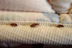 10 Tips to Help You Deal With Bed Bugs | Alliance Enviro